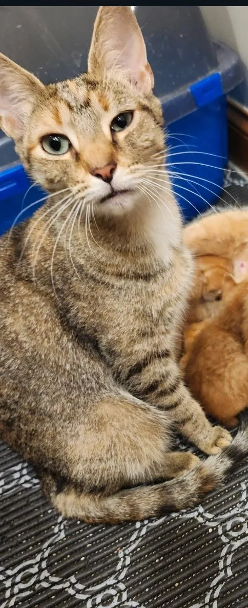 A baby medium-sized female Tabby (Tiger Striped) Domestic Short Hair cat named Reyas for adoption in Lewis Center, OH