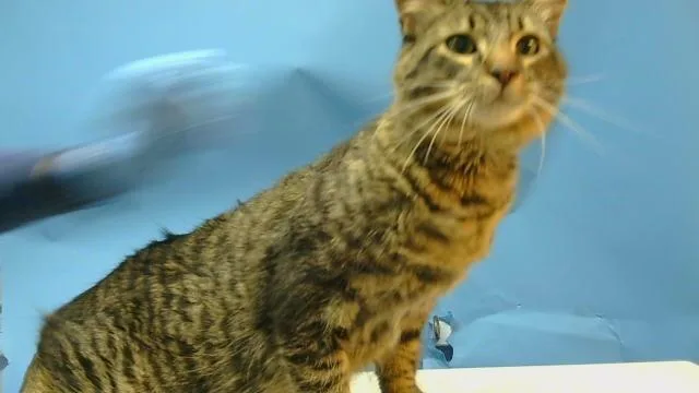 An adult medium-sized male Domestic Short Hair cat named Mimi for adoption in Gardena, CA