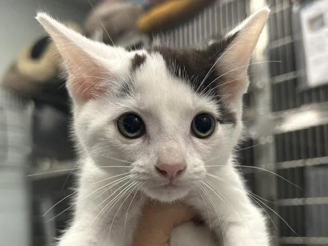 A baby small-sized male Black & White / Tuxedo Domestic Short Hair cat named Popsicle for adoption in Tavares, FL
