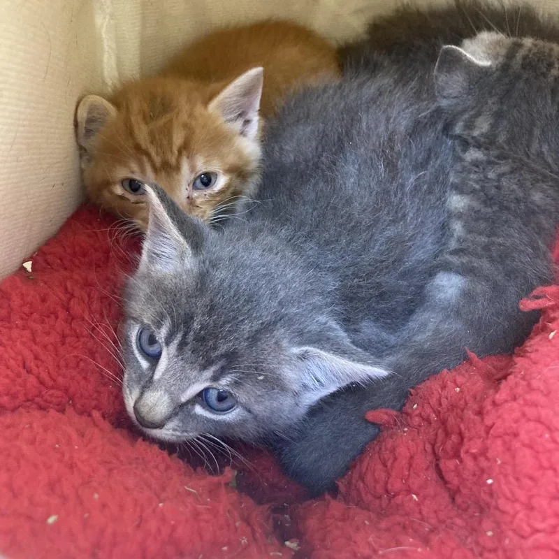 A baby small-sized male Gray / Blue / Silver Domestic Short Hair cat named Ike for adoption in Galveston, TX