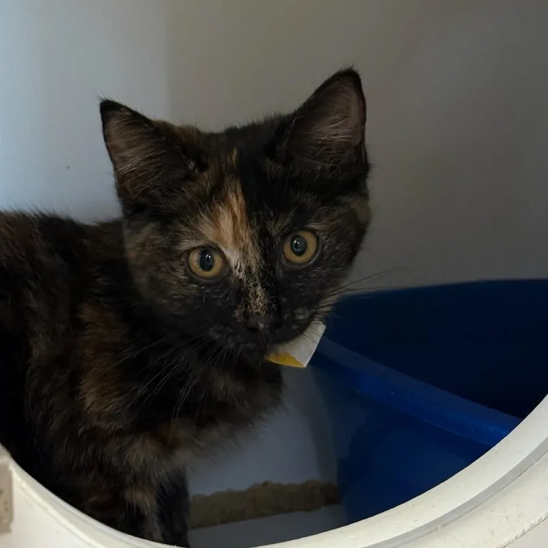A baby medium-sized female Torbie Domestic Medium Hair cat named Marigold for adoption in Kent, WA