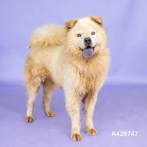 A young medium-sized male Chow Chow dog named Butterball for adoption in Conroe, TX