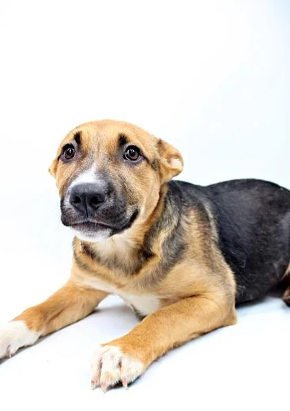 A baby large-sized female German Shepherd Dog dog named Leela for adoption in Morton Grove, IL