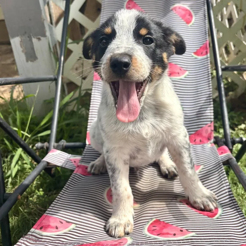 Roscoe