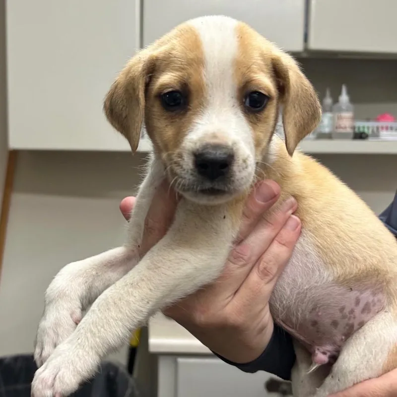 A baby medium-sized male White / Cream Mixed Breed dog named Cider for adoption in Huntsville, AL