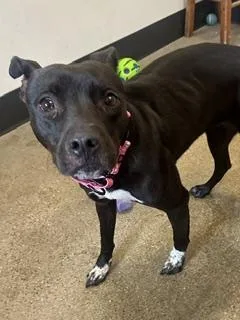 A young medium-sized female Black Pit Bull Terrier dog named Haven for adoption in Cleveland, OH