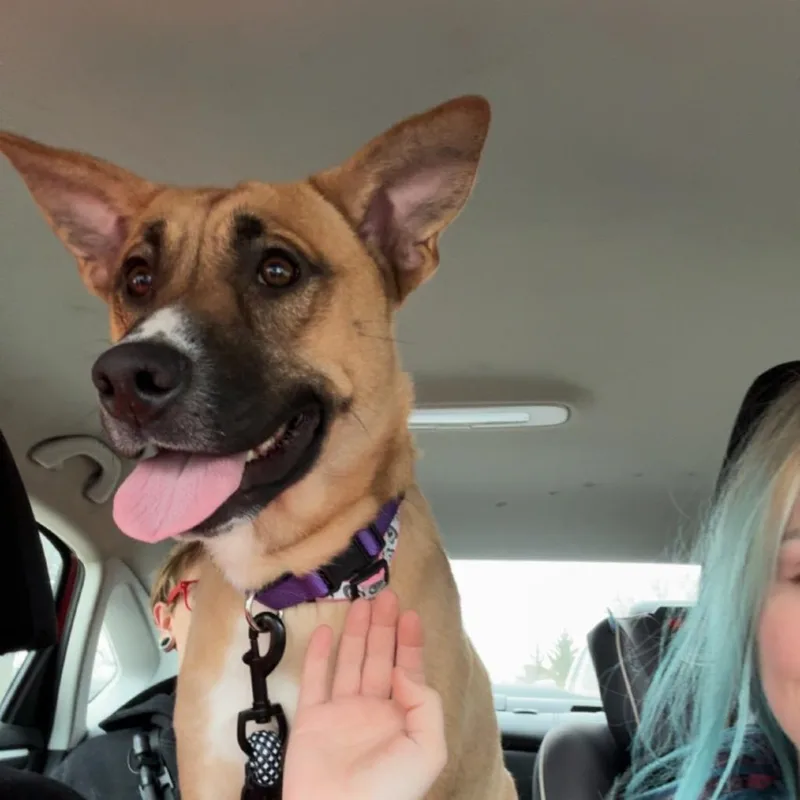 A young medium-sized female Yellow / Tan / Blond / Fawn German Shepherd Dog dog named Zira for adoption in Saint John, IN