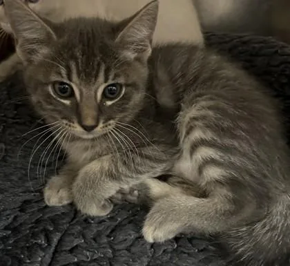 A young small-sized male Domestic Short Hair cat named Durian for adoption in Phoenix, AZ