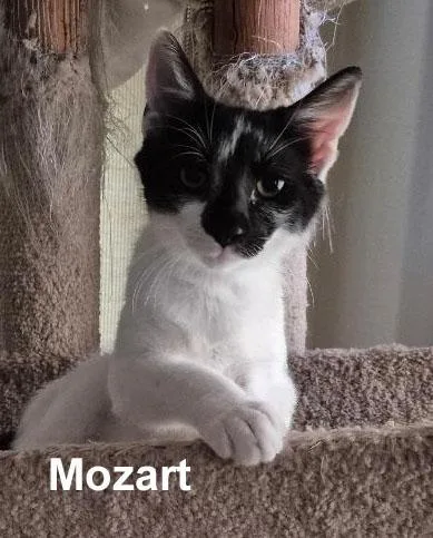 Mozart Dowl.