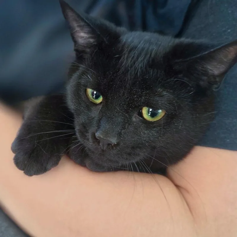 A baby medium-sized male Black Domestic Short Hair cat named Jasper for adoption in Chapel Hill, NC