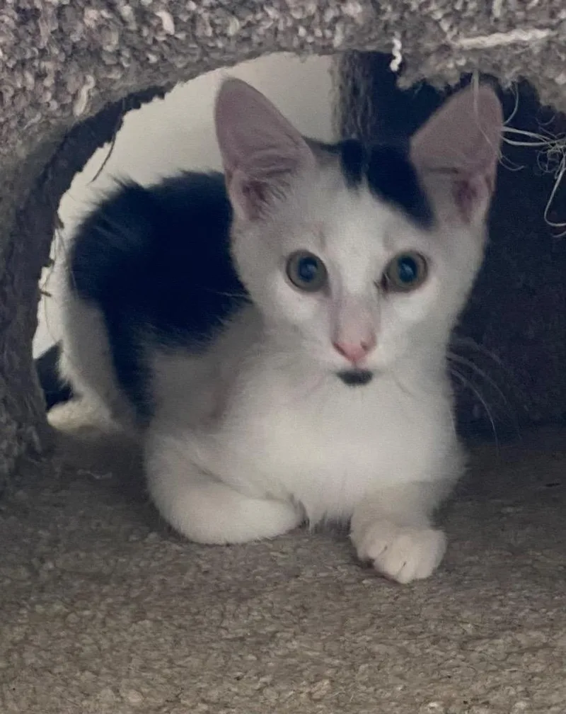 A baby medium-sized male Domestic Short Hair cat named Walter for adoption in Cumming, GA