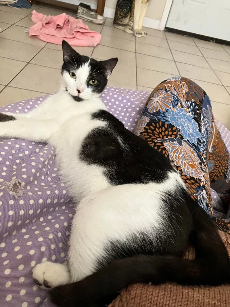 Oreo Magie thumbnail 2