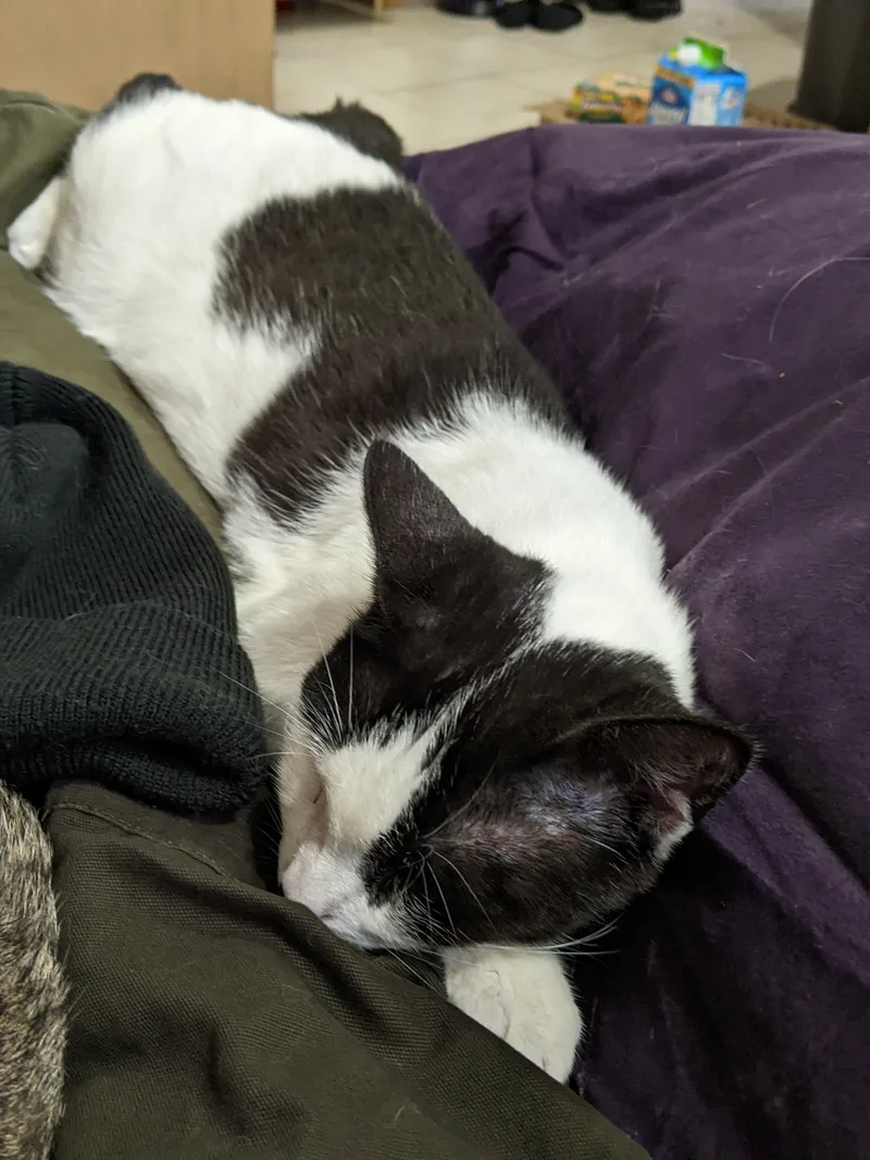 Oreo Magie thumbnail 3