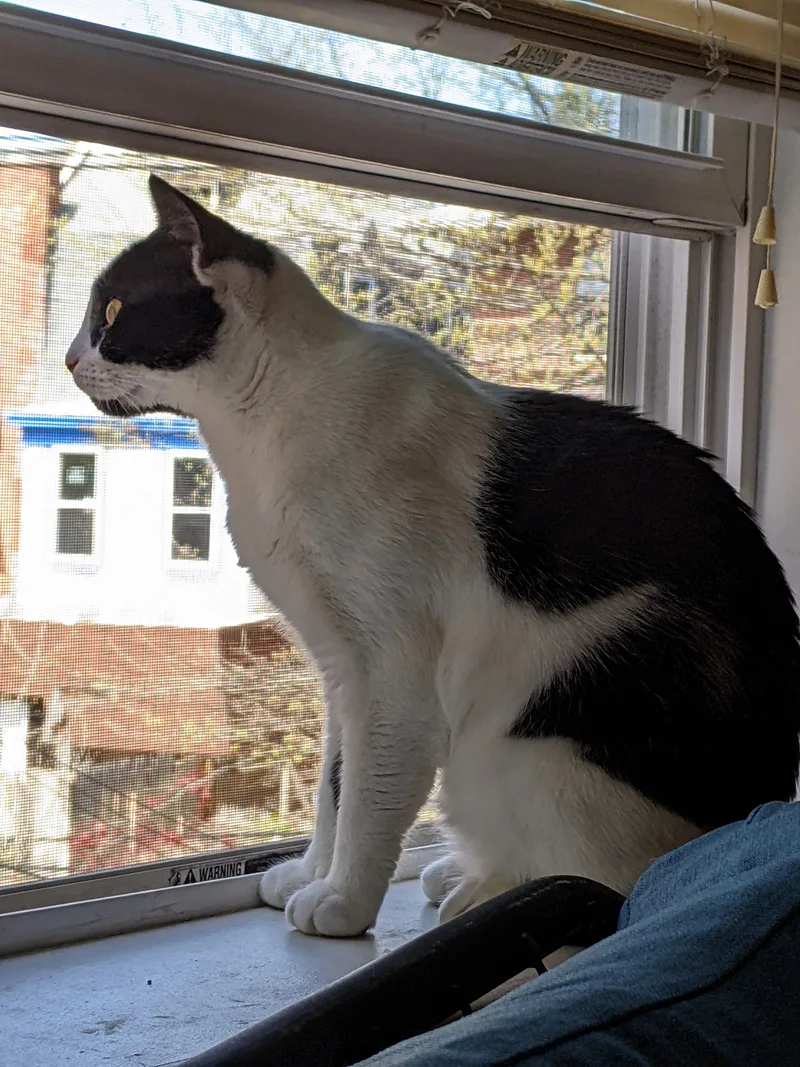 Oreo Magie thumbnail 5