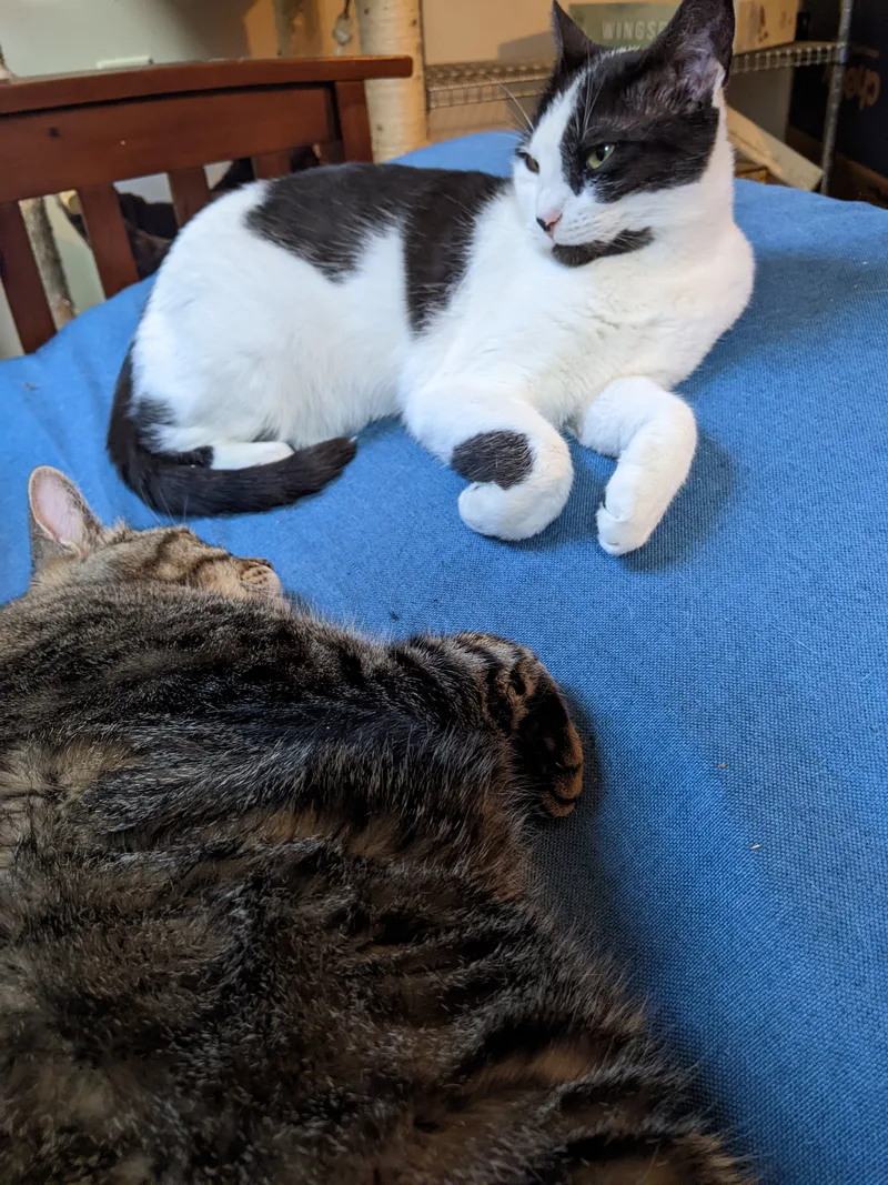 Oreo Magie thumbnail 6