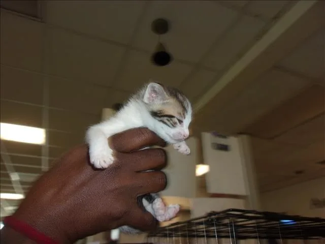 A baby small-sized male Domestic Medium Hair cat named Angela for adoption in Van Nuys, CA