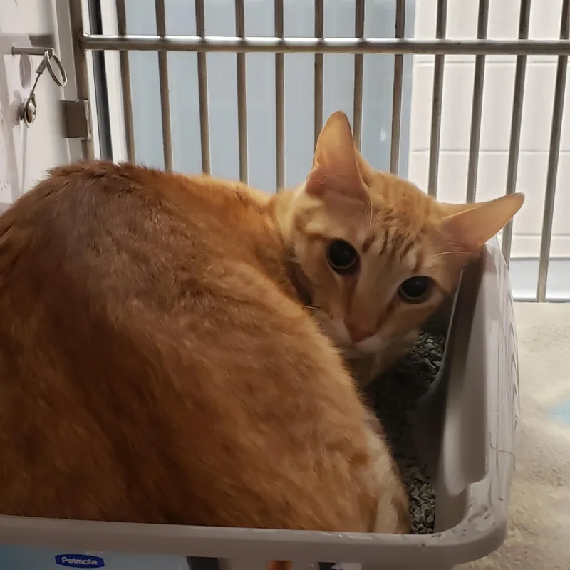 An adult medium-sized male Tabby (Orange / Red) Domestic Short Hair cat named Johnny for adoption in Allen, TX