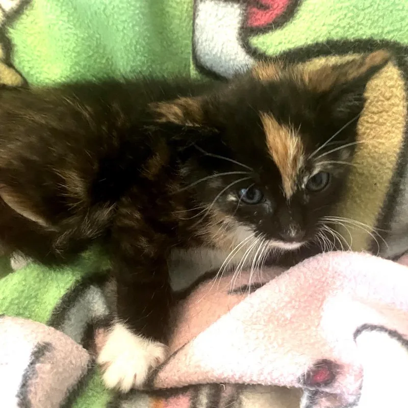 A baby small-sized female Calico Domestic Short Hair cat named Reign for adoption in Long Beach, CA