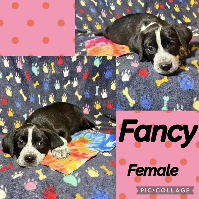 A baby medium-sized female Labrador Retriever dog named Fancy for adoption in Manchester, CT