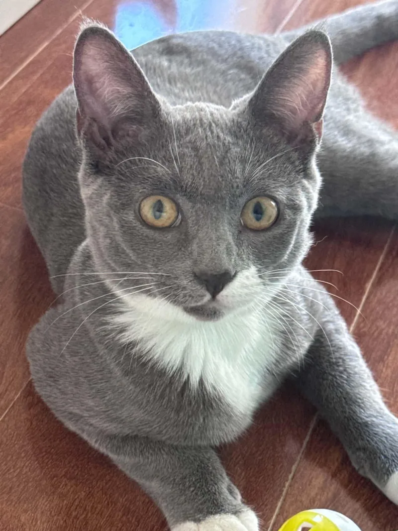 A baby small-sized female Gray & White Domestic Short Hair cat named Velma for adoption in Myakka City, FL