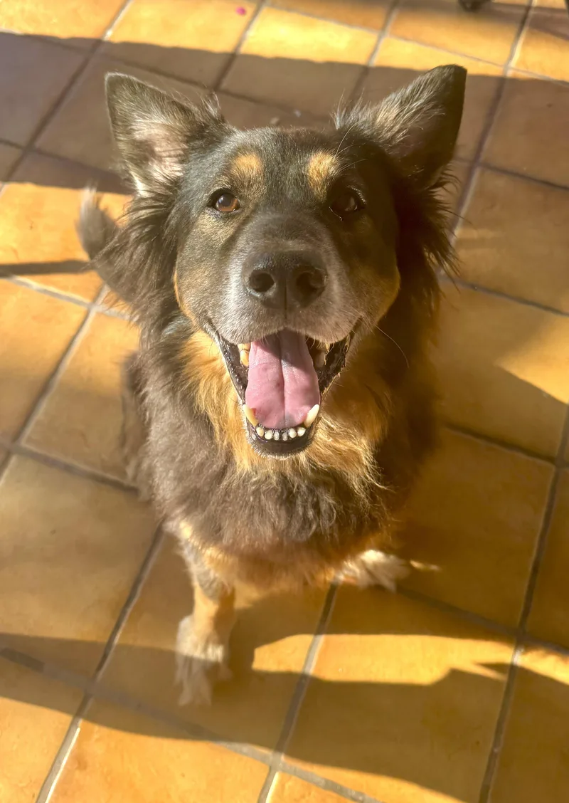 A senior medium-sized male Bicolor German Shepherd Dog dog named Woofy for adoption in North Miami, FL