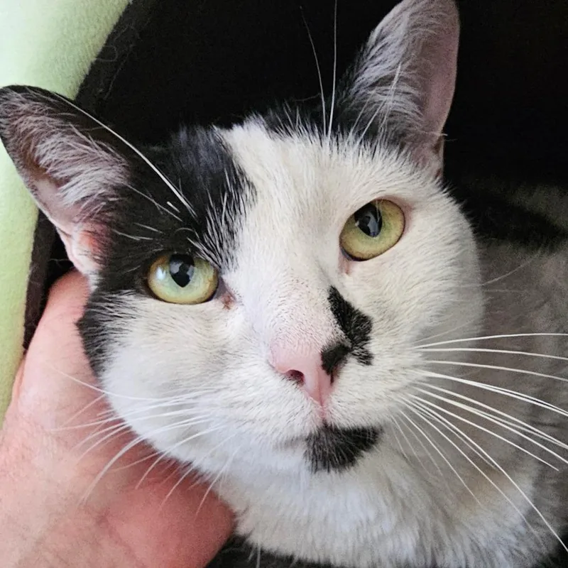 An adult medium-sized female White Domestic Medium Hair cat named Marie for adoption in San Diego, CA