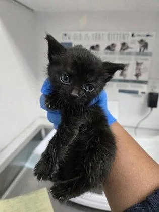 A baby small-sized female Black Domestic Short Hair cat named Avalon for adoption in Oakland, CA