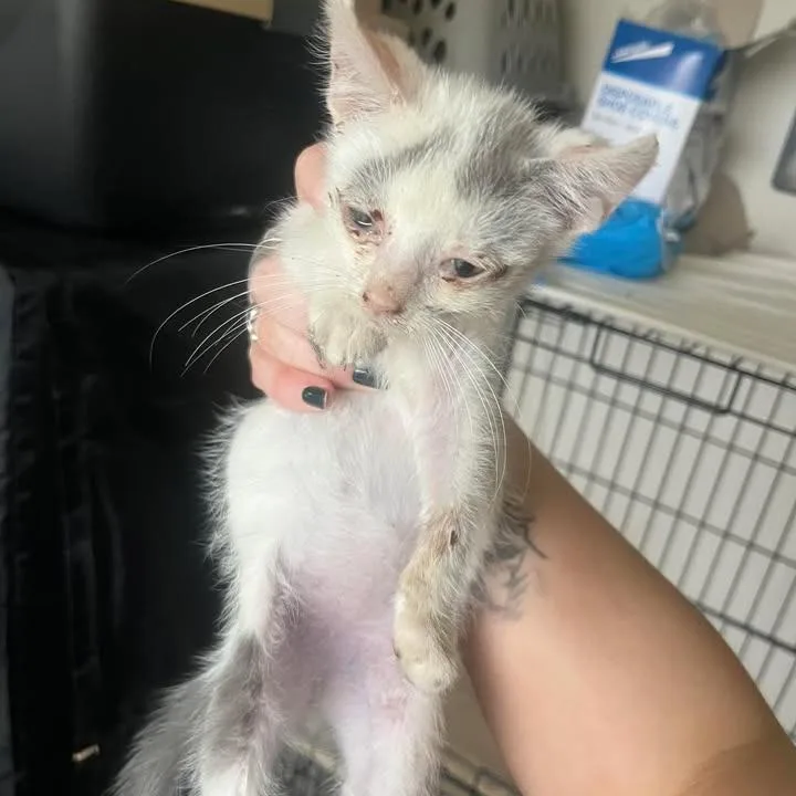 A young small-sized male White Domestic Short Hair cat named Bernie for adoption in Fredericksburg, TX