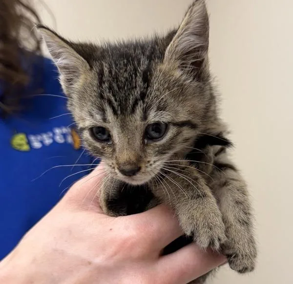 A baby small-sized female Domestic Short Hair cat named Paprika for adoption in Oakland, CA