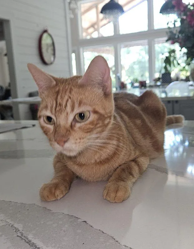 An adult medium-sized female Tabby (Orange / Red) Domestic Short Hair cat named Ophelia for adoption in Alexandria, LA