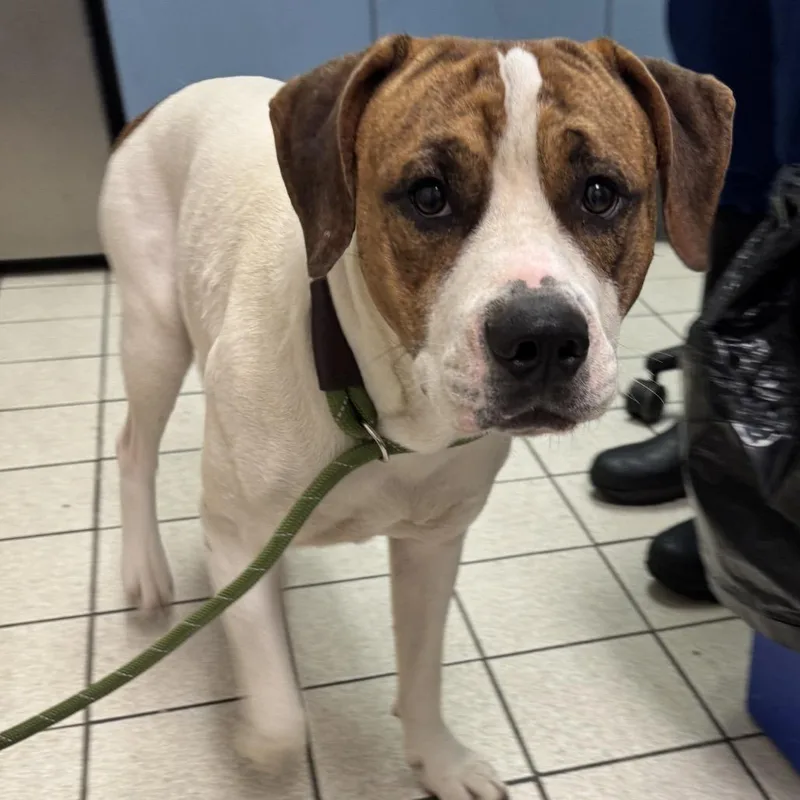 An adult medium-sized male White / Cream Mixed Breed dog named Zeus for adoption in Charleston, WV