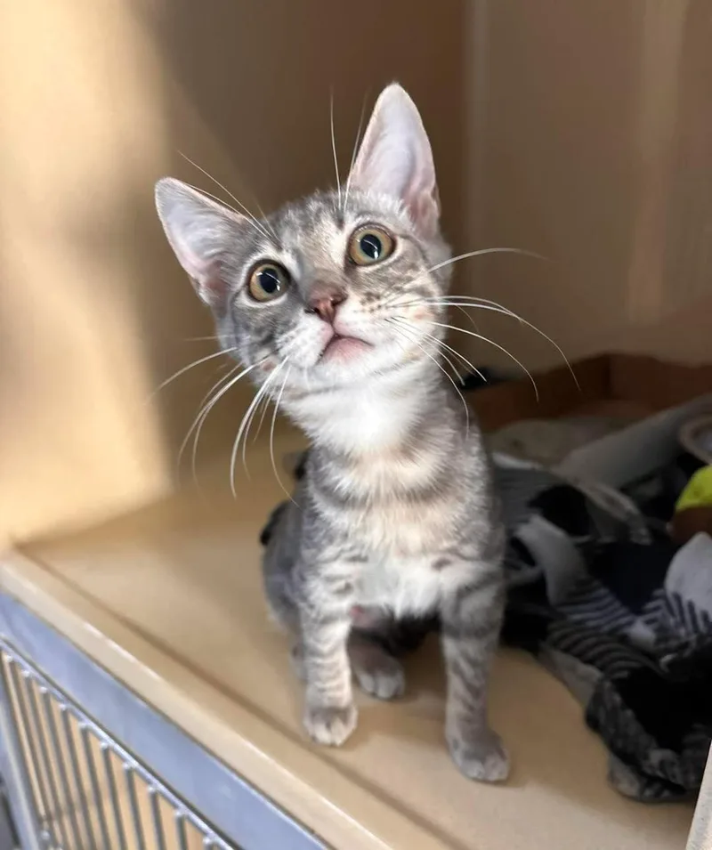 A baby medium-sized female Domestic Short Hair cat named McMuffin for adoption in Stillwater, OK