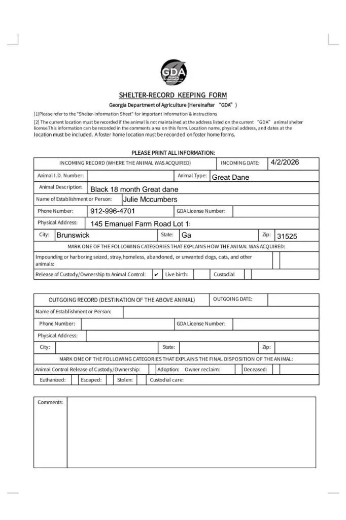 A young extra large-sized male Great Dane dog named King for adoption in Waynesville, GA