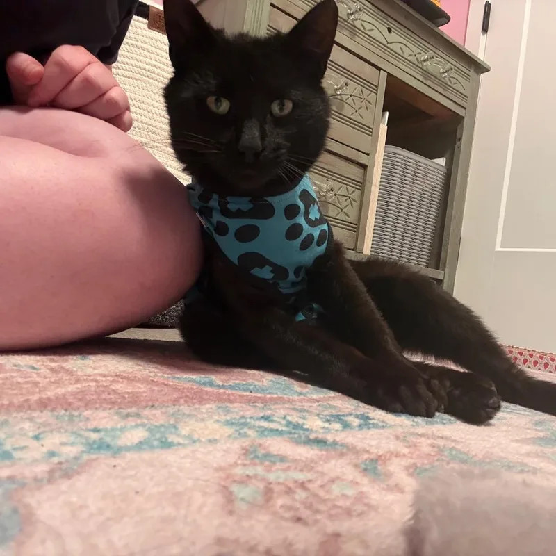 A young medium-sized male Black Domestic Short Hair cat named Salem for adoption in Ferndale, WA