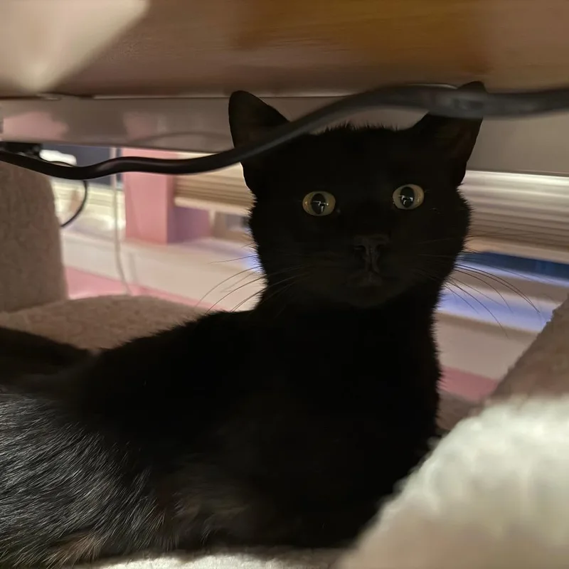 Salem thumbnail 2