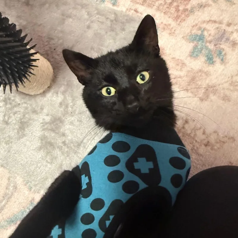 Salem thumbnail 3