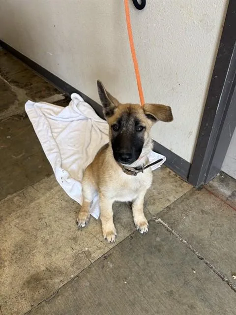 A baby medium-sized male German Shepherd Dog dog named Bing Bong for adoption in Ontario, CA