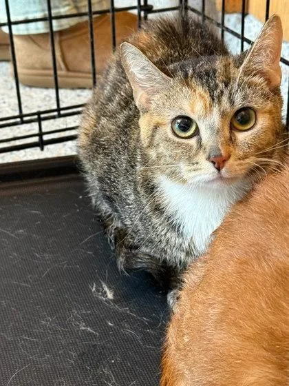 An adult small-sized female Domestic Short Hair cat named Aries for adoption in Washington, DC