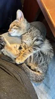 A baby medium-sized female Domestic Short Hair cat named Brigitta for adoption in Wheaton, IL