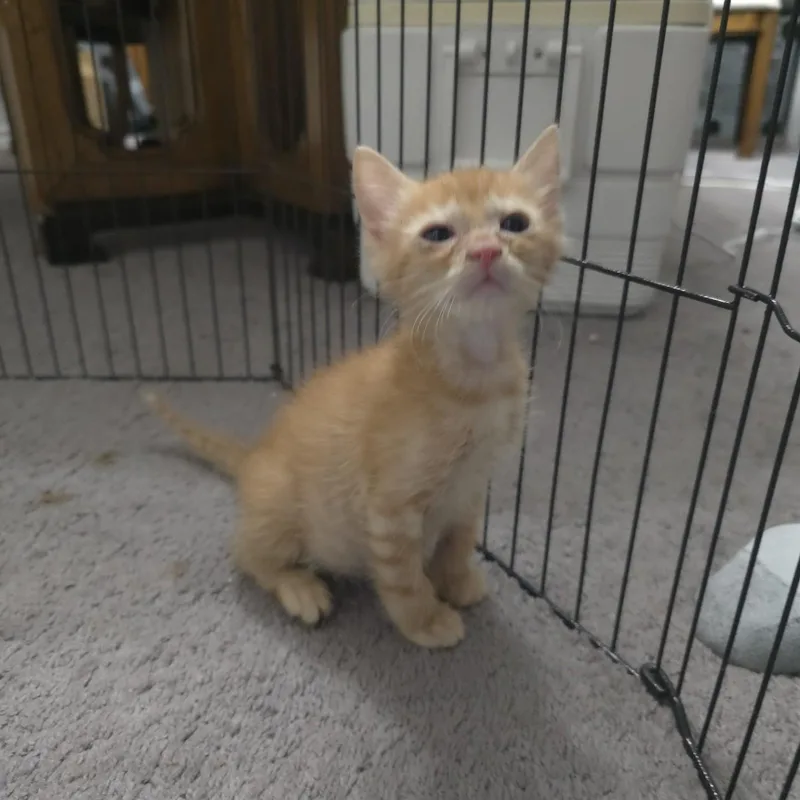 A baby medium-sized male Domestic Short Hair cat named Gude for adoption in Allen, TX