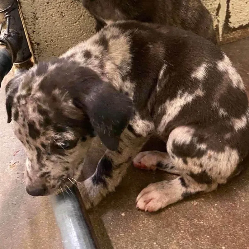 A baby medium-sized female Black Mixed Breed dog named Thalia for adoption in Brownsboro, AL