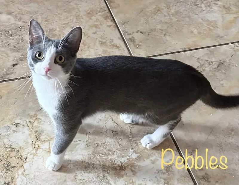 A young medium-sized female Domestic Short Hair cat named Pebbles for adoption in Longwood, FL