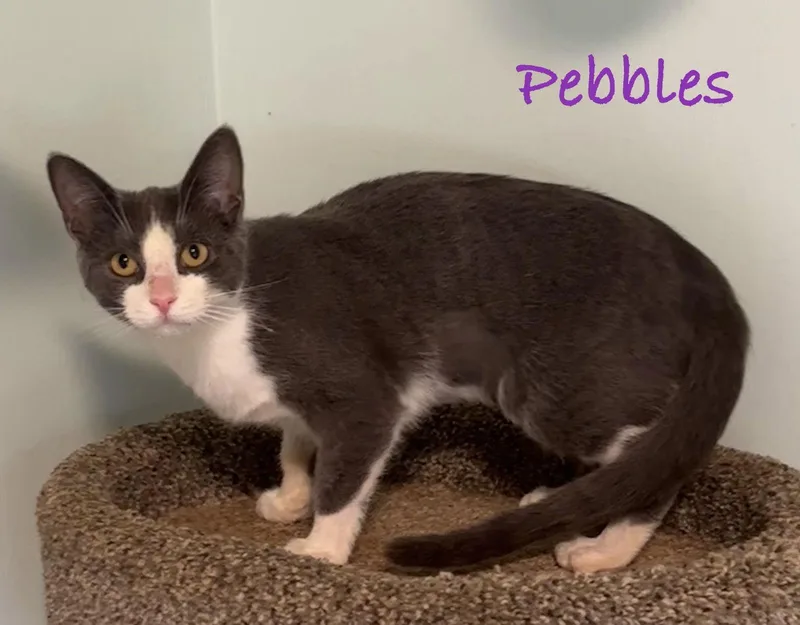 Pebbles thumbnail 3
