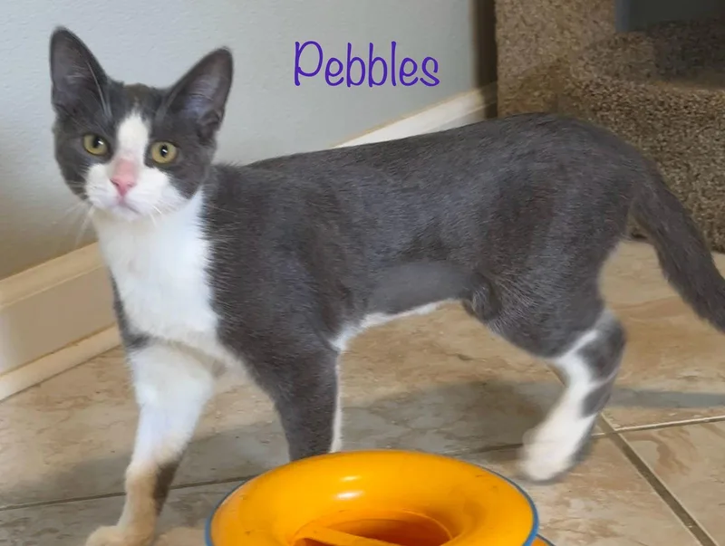Pebbles thumbnail 5