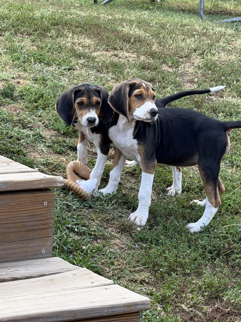 A baby large-sized male Hound dog named Cypress for adoption in Stuarts Draft, VA
