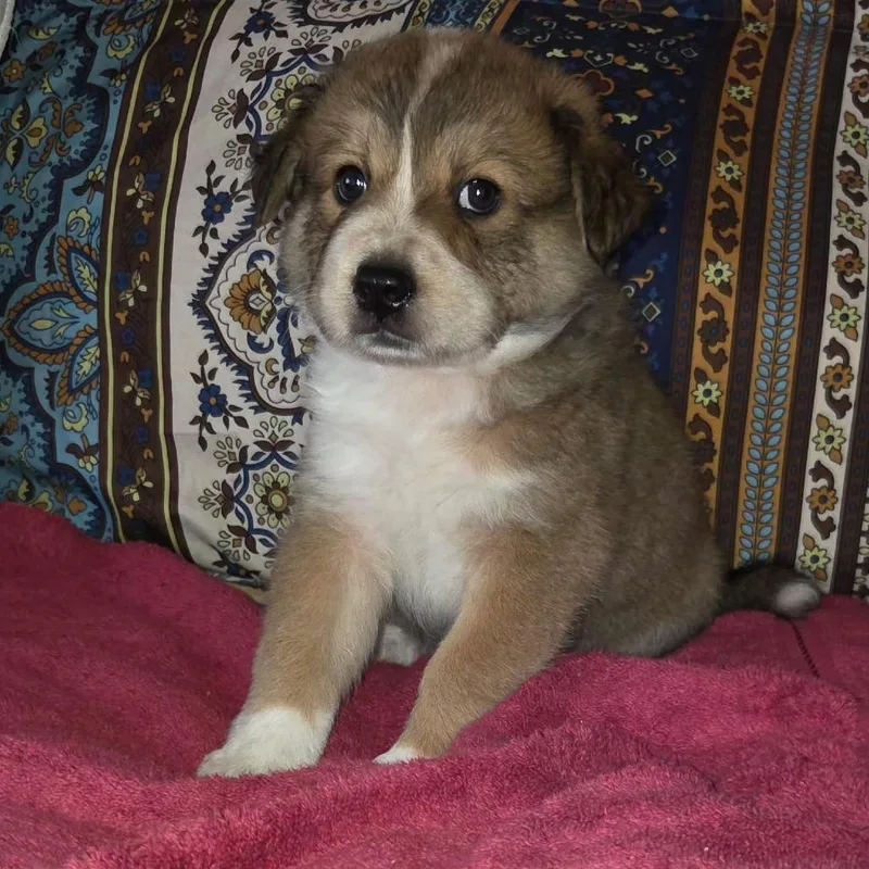 A baby small-sized male Brown / Chocolate Mixed Breed dog named Thor for adoption in Phoenix, AZ