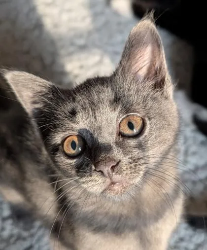 A young small-sized female Domestic Short Hair cat named Silver for adoption in Port Republic, MD