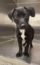 A young large-sized male Labrador Retriever dog named Jake for adoption in Kansas City, MO