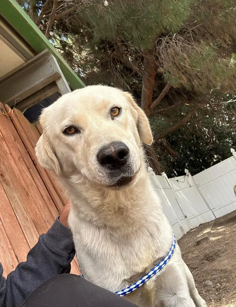 An adult medium-sized male Labrador Retriever dog named Cody for adoption in San Diego, CA