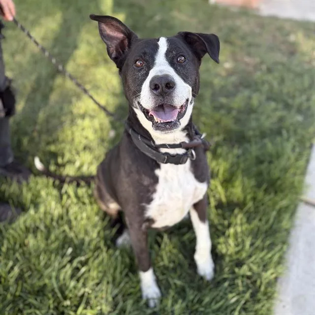 An adult large-sized male Pit Bull Terrier dog named Gunther for adoption in Modesto, CA